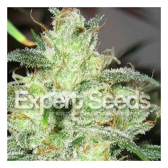 Gorilla Glue 4 X Cheese - Expert Seeds