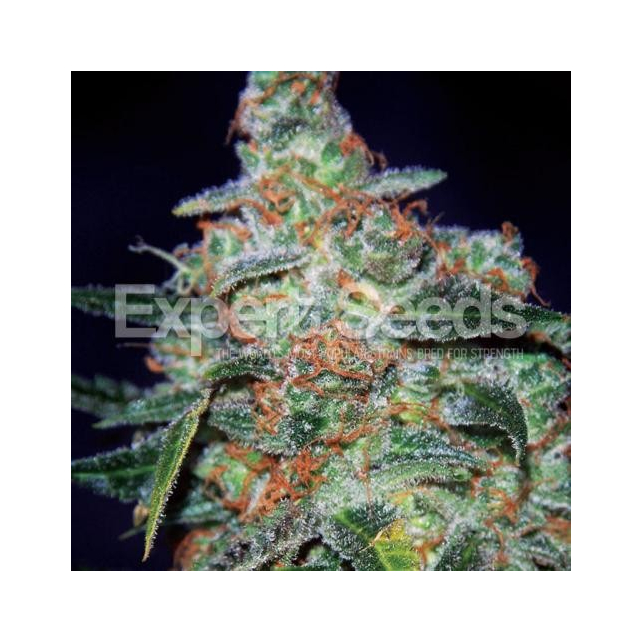 Ogesus Auto - Expert Seeds