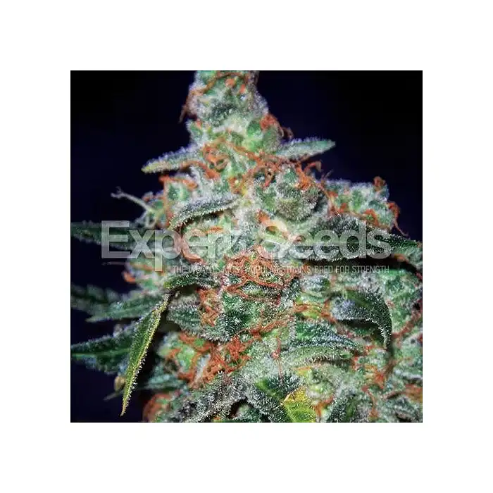 Ogesus Auto - Expert Seeds