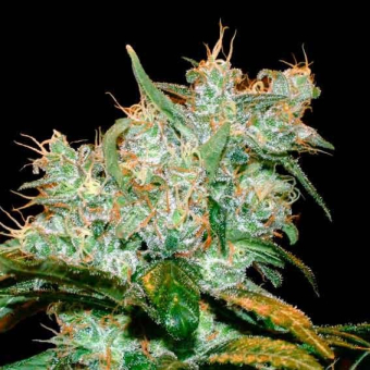 Amnesia Bilbo