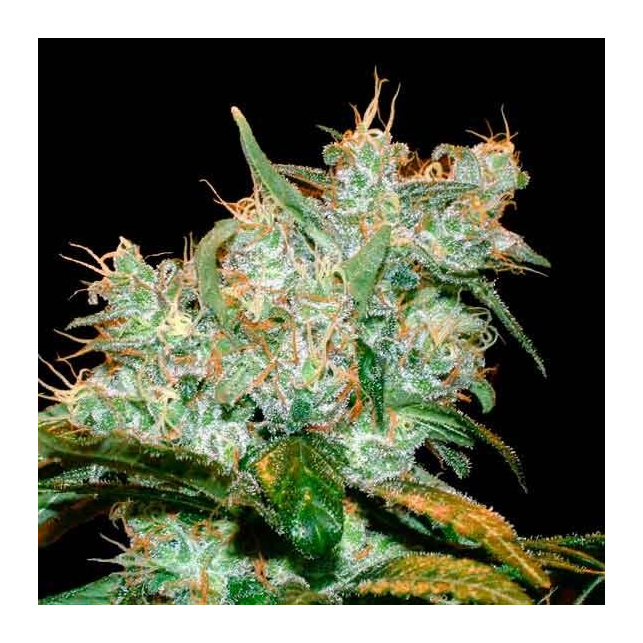 Amnesia Bilbo