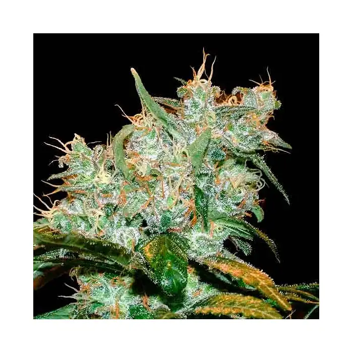 Amnesia Bilbo - Genehtik