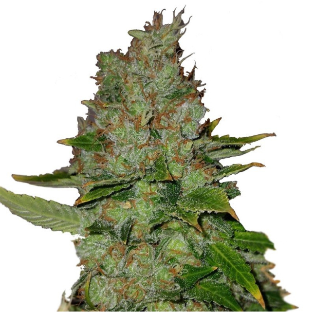 Industrial Plant CBD Auto