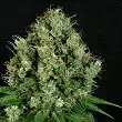 Sour Diesel Auto - Dinafem Seeds