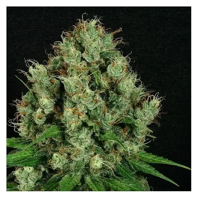 Sour Diesel Auto - Dinafem Seeds