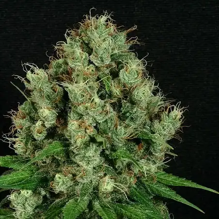 Sour Diesel Auto - Dinafem Seeds