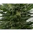 Sour Diesel Auto 1 - Dinafem Seeds