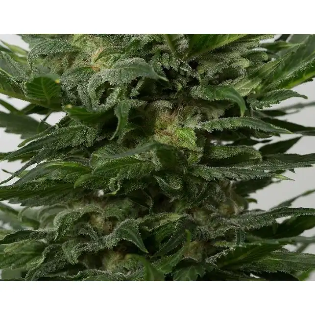 Sour Diesel Auto 1 - Dinafem Seeds
