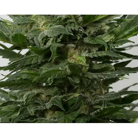 Sour Diesel Auto 1 - Dinafem Seeds