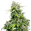 California Indica Feminizada - Sensi Seeds