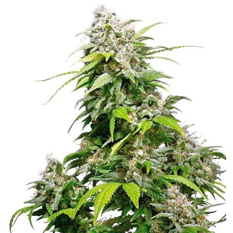 California Indica