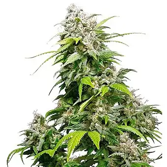 California Indica Feminized - Sensi Seeds