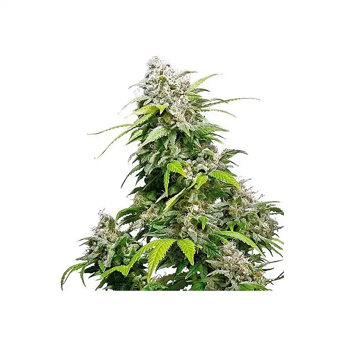 California Indica Feminized - Sensi Seeds
