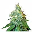 Jack Herer Feminizada - Sensi Seeds