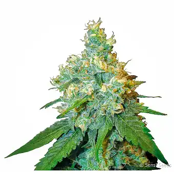 Jack Herer Feminizada - Sensi Seeds