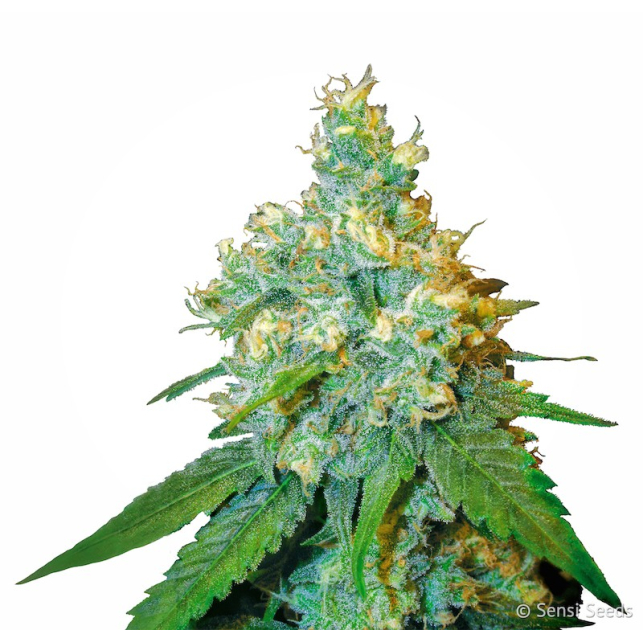 Jack Herer Feminizada es una planta de efecto potente