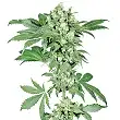 Afghani 1 Feminized - Sensi Seeds