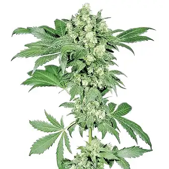Afghani 1 Feminized - Sensi Seeds
