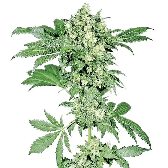 Afghani 1 Feminized - Sensi Seeds