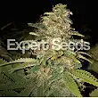 Critical Blue Auto Expert Seeds