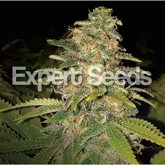 Critical Blue Auto Expert Seeds