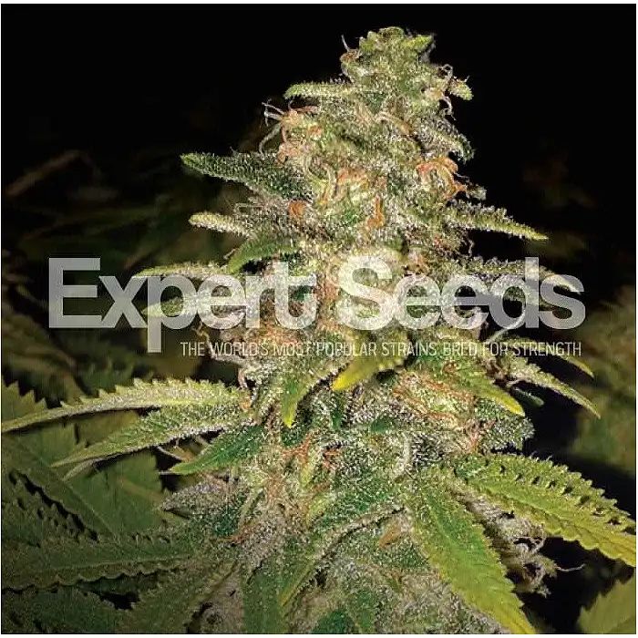 Critical Blue Auto Expert Seeds