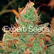 Gorilla Glue 4 X Lilly - Expert Seeds