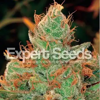 Gorilla Glue 4 X Lilly - Expert Seeds