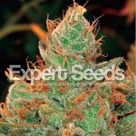 Gorilla Glue 4 X Lilly - Expert Seeds