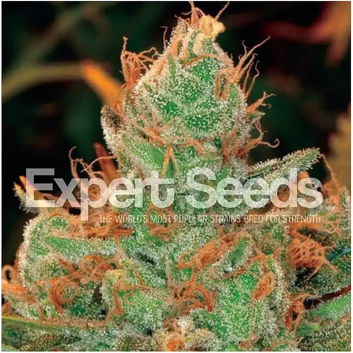 Gorilla Glue 4 X Lilly - Expert Seeds