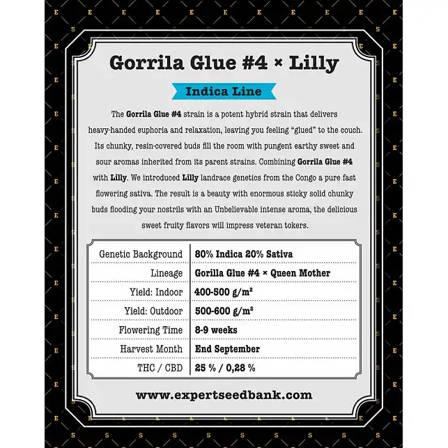 Gorilla Glue 4 X Lilly - Expert Seeds