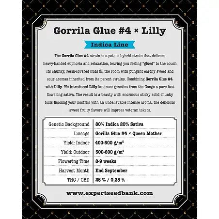 Gorilla Glue 4 X Lilly - Expert Seeds