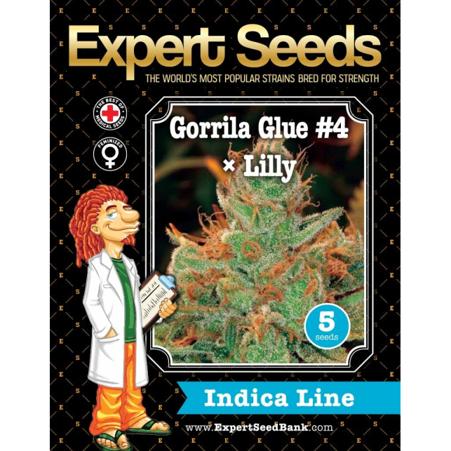 Gorilla Glue 4 X Lilly - Expert Seeds