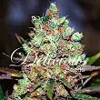Cotton Candy - Delicious Seeds