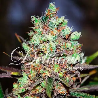 Cotton Candy - Delicious Seeds