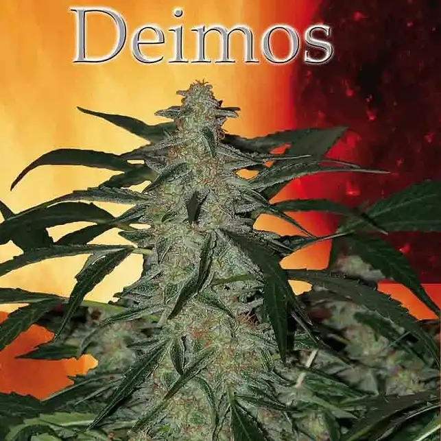 Deimos - Buddha Seeds