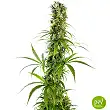 Michka Sensi Seeds (Limited Edition)