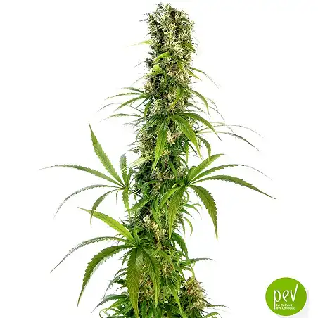 Michka Sensi Seeds (Edición Limitada)