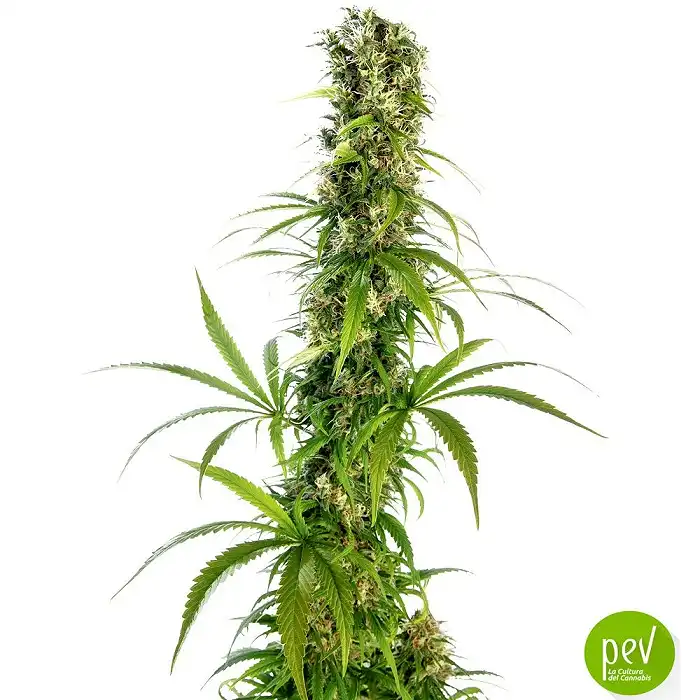 Michka Sensi Seeds (Edición Limitada)