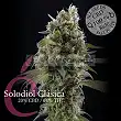 Solodiol CBD - Elite Seeds