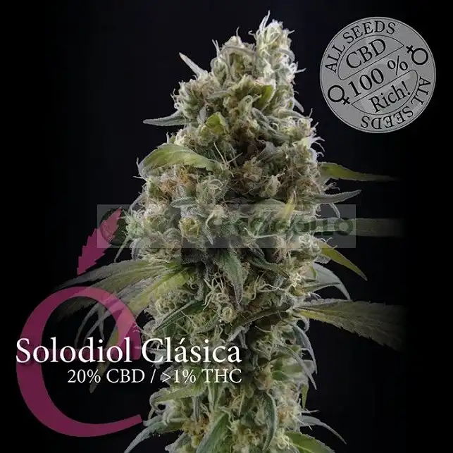 Solodiol CBD - Elite Seeds