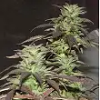 Purple Kush PEV Bank - PEV Seeds
