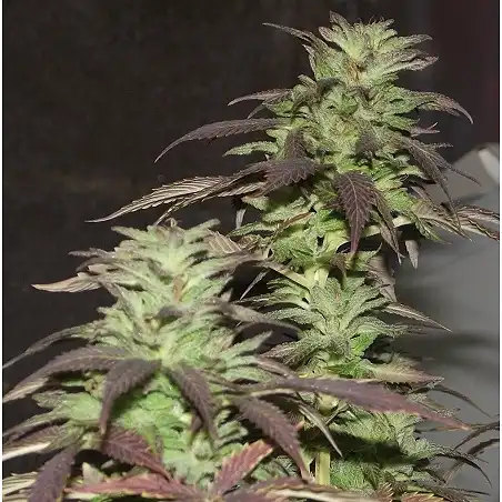 Purple Kush PEV Bank - PEV Seeds