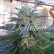 Eleven Roses - Delicious Seeds