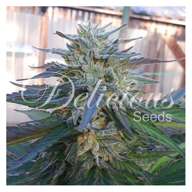 Eleven Roses - Delicious Seeds