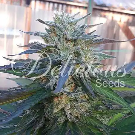 Eleven Roses - Delicious Seeds