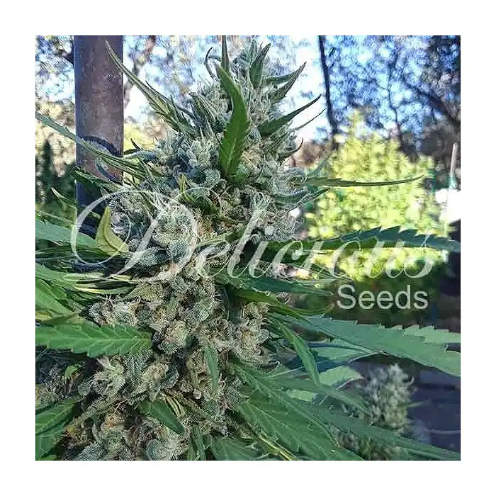 Eleven Roses - Delicious Seeds