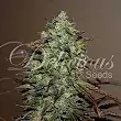 Eleven Roses - Delicious Seeds