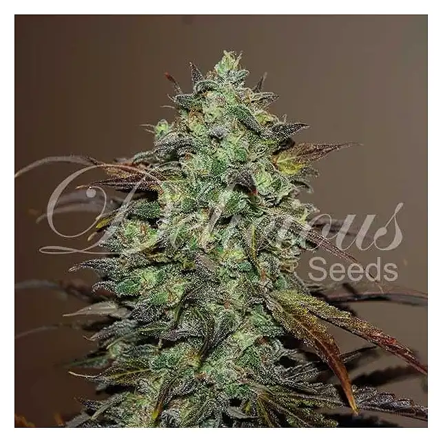 Eleven Roses - Delicious Seeds