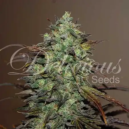 Eleven Roses - Delicious Seeds